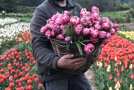 Espacio floral de +100.000 tulipanes en niudalia