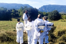 Nature et abeilles au Mont-Rebei