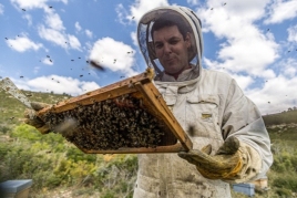 Among flowers with Xavi Branchat and Anna Vilà - Family beekeeping…