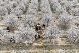 The almond trees: the first flowering with Mas de Colom, Casa…