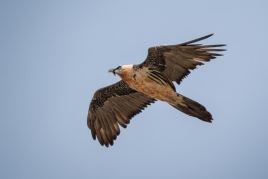 April 19, Birdwatching trip in Vall de Núria with Oxineu