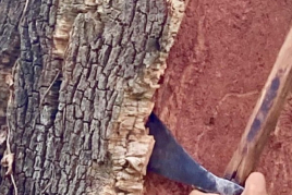 Del árbol al tapón, Museo del Suro (Corcho) de Cataluña