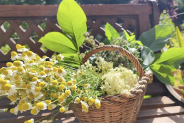 Les herbes de la ratafia al Jardí Botànic de Gombrèn