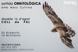 Salida ornitológica Coll de Pal - 16 de agosto con Oxineu Guías…