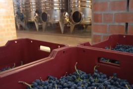 Per verema vine a clos pachem
