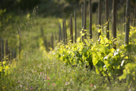 Come to Clos Pachem on International Grenache Day!