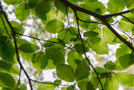 Visite guidée: Les Arbres de Llançà, itinéraire Vila