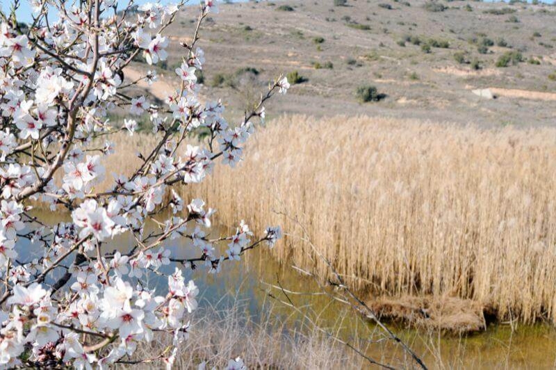 Algerri (Paisatge)