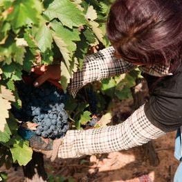 El Pla del Penedès