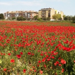 Santa Margarida i els Monjos