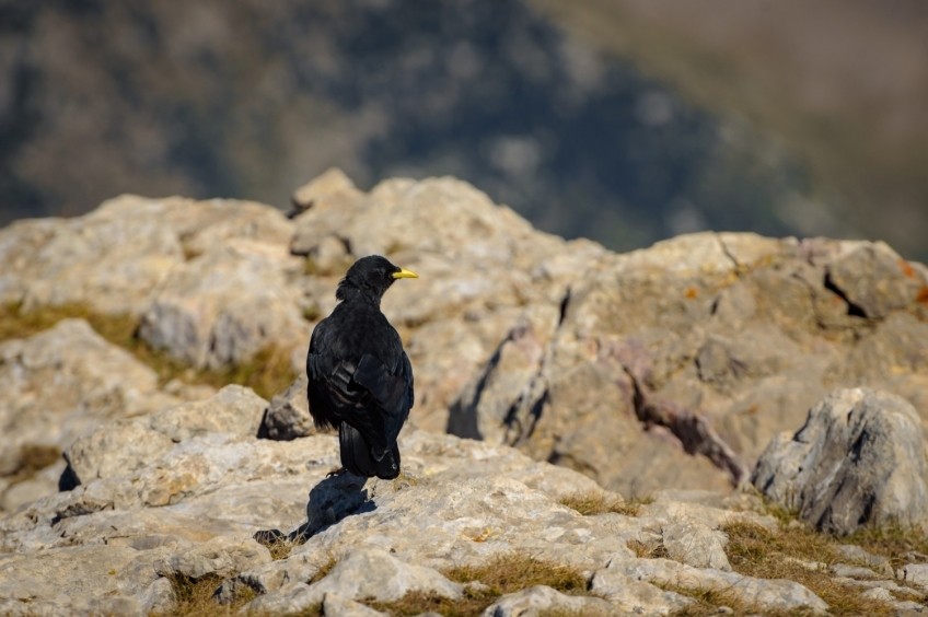 Pollegó Inferior del Pedraforca par la Grande Diagonale