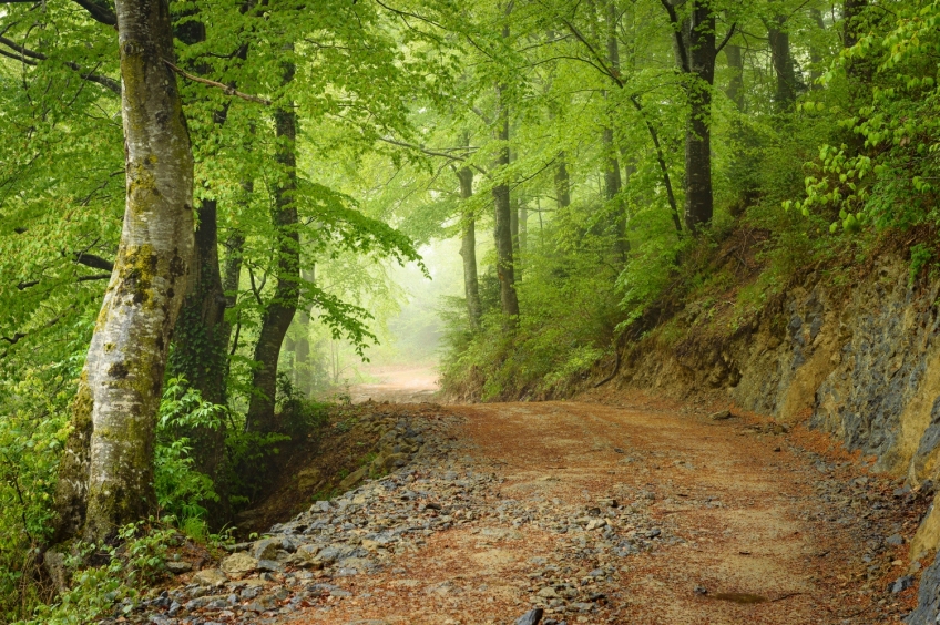 Route circulaire à travers le Puig de l'Àliga et le Hayedo de la Grevolosa depuis le col des Bracons