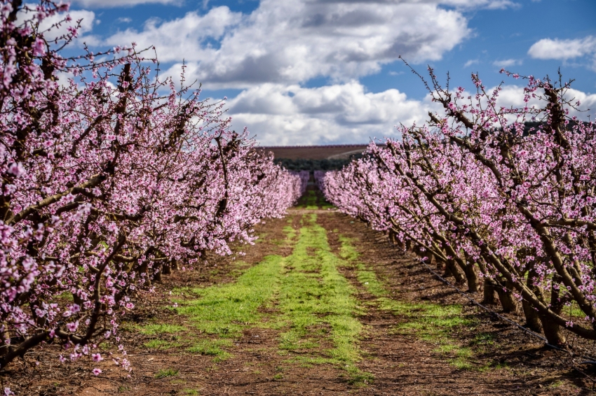 From the murals of Torrefarrera to the flowering fields of Alcarràs in electric car