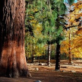 Monumental trees of Catalonia