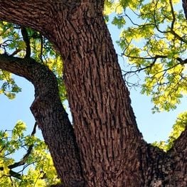 Arrelats: unique and monumental trees