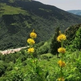 Camino de las cabañas y el hayedo en Setcases