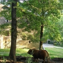 Road Ral de Vallfogona in Ripoll