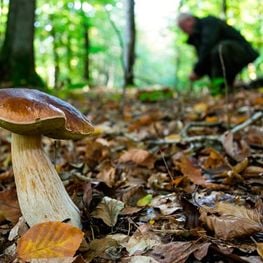 Buscando setas en el Berguedà y el Solsonès