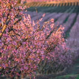 From the murals of Torrefarrera to the flowering fields of Alcarràs&#8230;