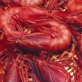 Discovering the Palamós prawn