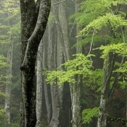 The Ribera forest in Santa Maria d&#39;Oló