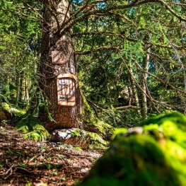 Endinsa't al Bosc dels Menairons a Andorra