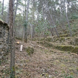 Itinerary through the Lari vineyard, in Súria