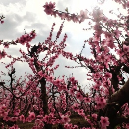 Flowering in the Orchard of Lleida