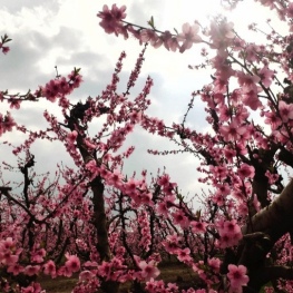 Floraison dans le verger de Lleida