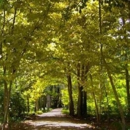 Une promenade dans les prés et les vergers de sel