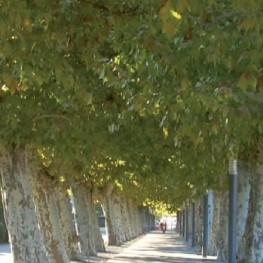 Walk of the trees of Santa Maria de Palautordera