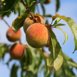 Productos Agroalimentarios Ecológicos en l'Horta de Lleida