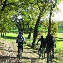 Route forestière de Casanoves - El Querol à Collsuspina