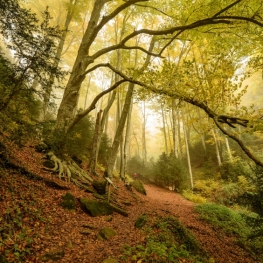 Ruta circular por el Puig de l'Àliga y el Hayedo de la Grevolosa&#8230;