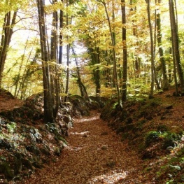 Ruta circular por los iconos de La Garrotxa