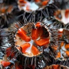 The sea urchin route, a treat for the palate