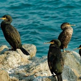 Cormorant Route by Calella