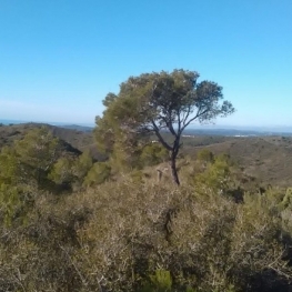 Ruta del pi solitari a Roda de Berà