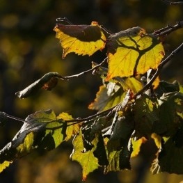 Route through the hazelnut landscapes