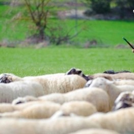 Livestock route in Olvan