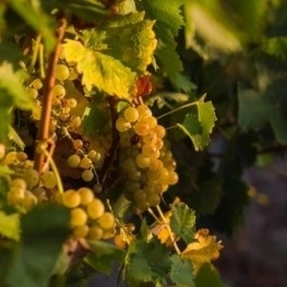 Circuit vélo lent - Penedès 360