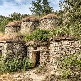 Tines entre vinyes al Pont de Vilomara i Rocafort